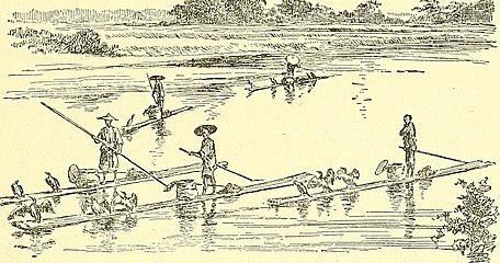 Fishing with cormorants in China, circa 1894