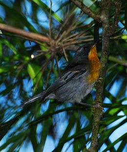 Tüzestorkú lombposzáta (Oreothlypis superciliosa)