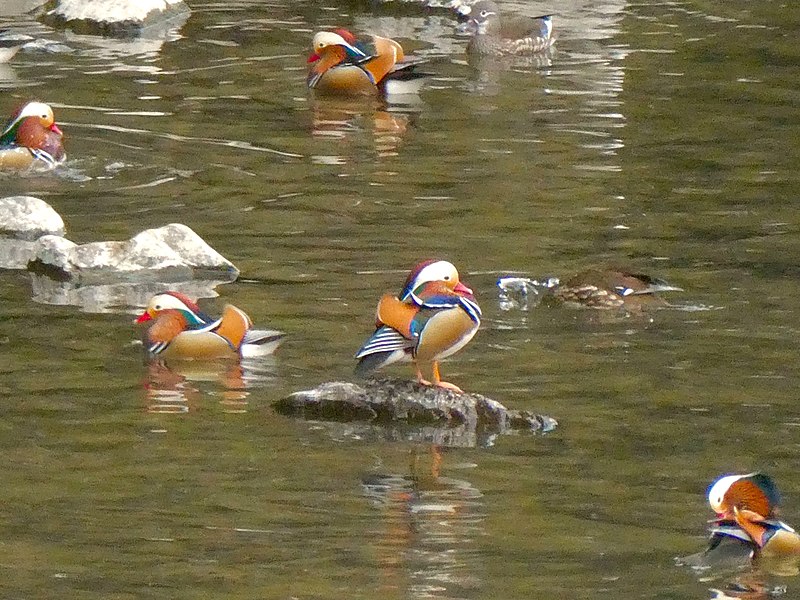 File:Flock of Aix galericulata in Shonai River - 5.jpg