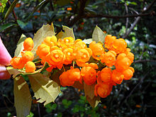 Flores de «Berberis ilicifolia». Тирра-дель-Фуэго қаласындағы Parque Nacional фотосуреті, Ушуайя, Аргентина.jpg