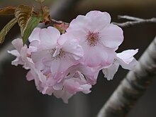 NHK大河ドラマ『八重の桜』主演の綾瀬はるかによって名付けられた桜の品種「はるか」