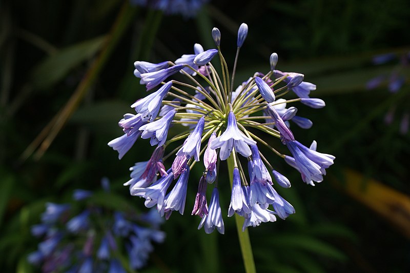 File:Flowers at Ventnor Botanic Garden in August 2011 13.JPG