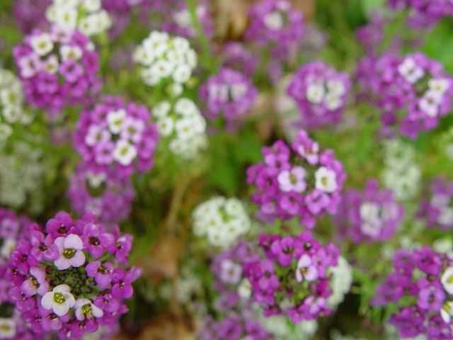 File:Flowers background.jpg - Wikimedia Commons