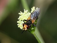 Zodion sp. (Conopidae)