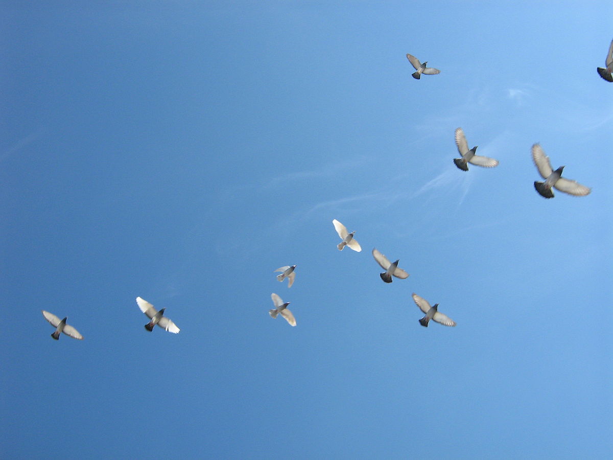 File:Flying-birds.jpg - Wikimedia Commons