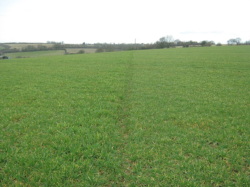 File:Footpath to Pett Bottom - geograph.org.uk - 1767224.jpg