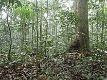 Congolian rainforest dominated by Gilbertiodendron dewevrei, near Isiro Forest dominated by Gilbertiodendron dewevrei 02.jpg