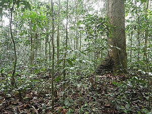 Tropical And Subtropical Moist Broadleaf Forests