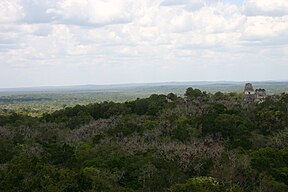 Wald in Tikal Guatemala.jpg