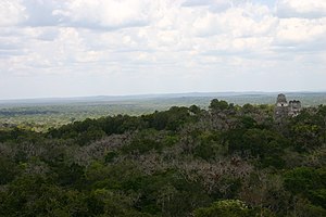 جنگل در Tikal Guatemala.jpg