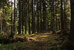 Forest in teleborg naturreservat.jpg