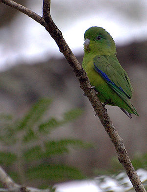 Yellow-masked parrot (F. xanthops)