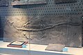Fossil Marine Lizard (9974337723).jpg