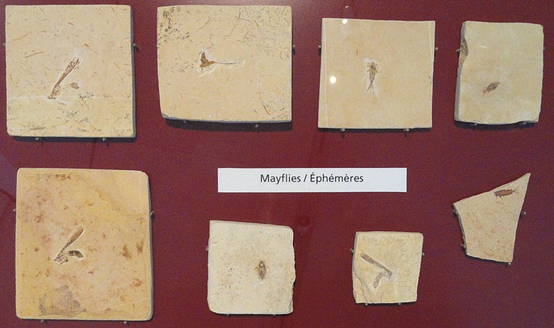 File:Fossil mayflies - Royal Ontario Museum - DSC00010.JPG