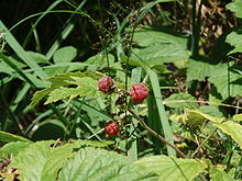 Framboise — Wikipédia