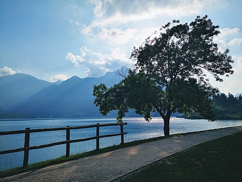 Frassino (Fraxinus) Lago di Ledro, Trentino - Alto Adige, Italia