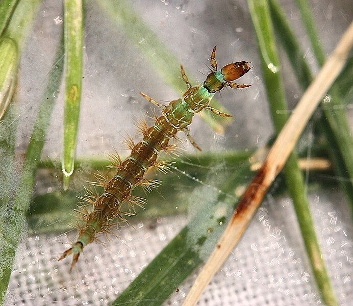 File:Freeliving caddisfly larva, member of the R. Brunnea-Vemna Group (9647705348).jpg