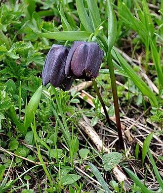 Fritillaria caucasica Fritillaria caucasica Caucasian Fritillary kavkasiuri g'vina.JPG