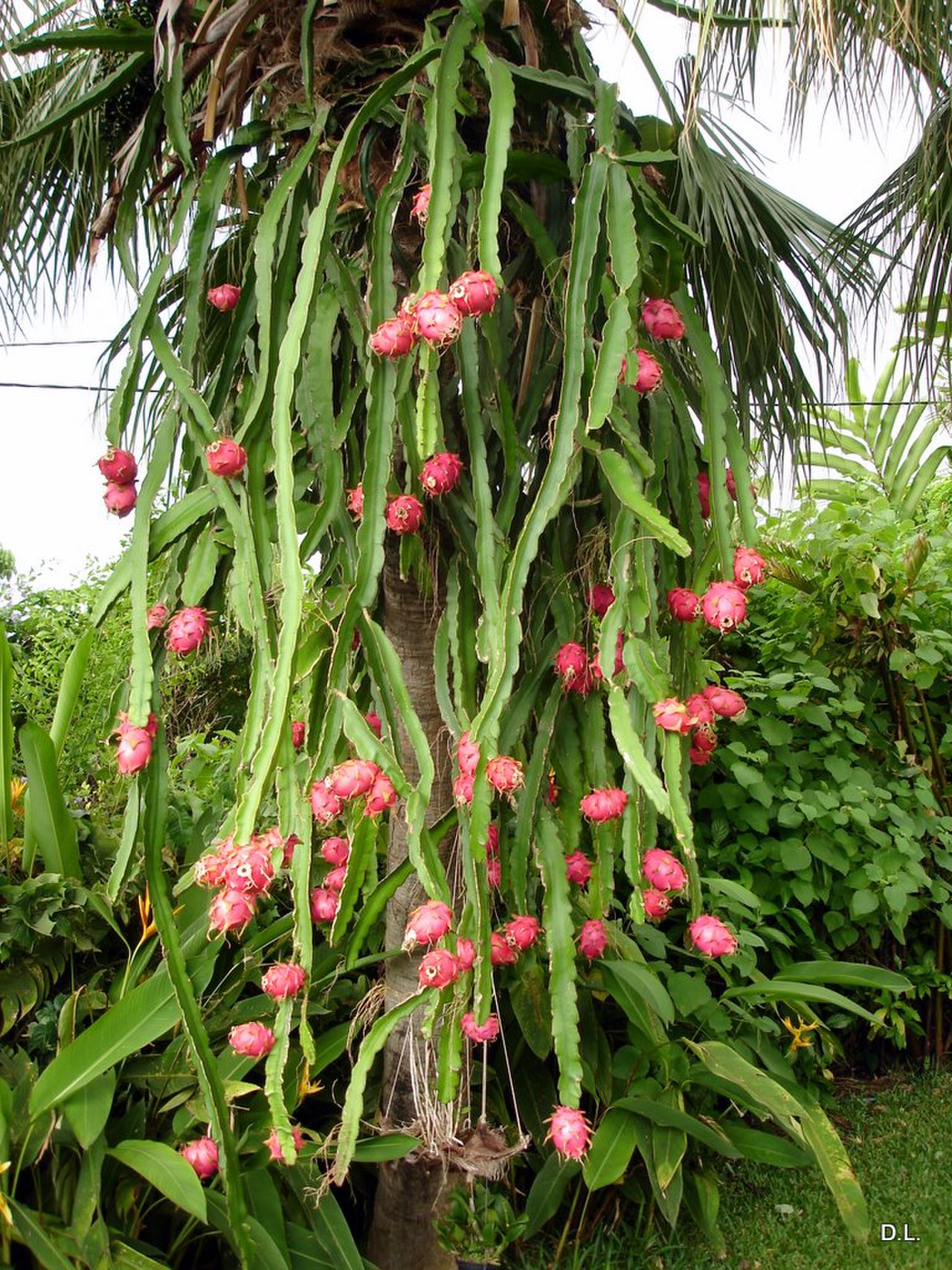 Hylocereus undatus (Гилоцереус, питайя, питахайя)