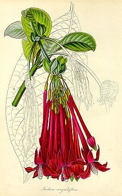 Fuchsia corymbiflora.
