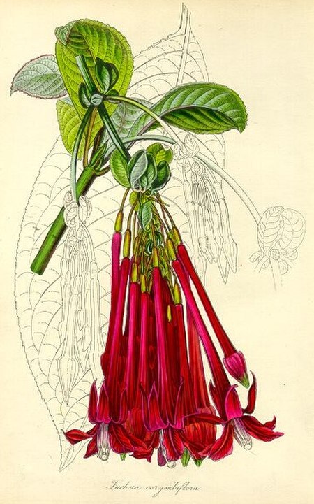 Fuchsia_corymbiflora