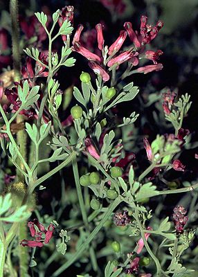 Dark earth smoke (Fumaria schleicheri)