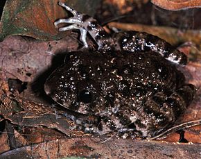 Descrizione dell'immagine Gaboon Forest Frog (Scotobleps gabonicus) (7706535264) .jpg.