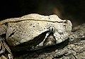 Gabunviper (Bitis gabonica)