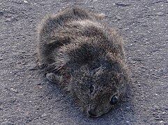 Cobaye-belette (Galea musteloides)