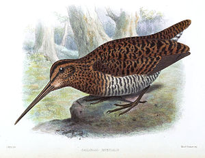 Kaiserbekassine (Gallinago imperialis), color lithograph by Joseph Smit from the publication of the first description from 1869