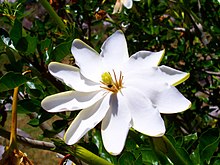 Gardenia thunbergia385207587.jpg 