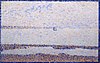 Georges Seurat - Beach at Gravelines PC 207.jpg