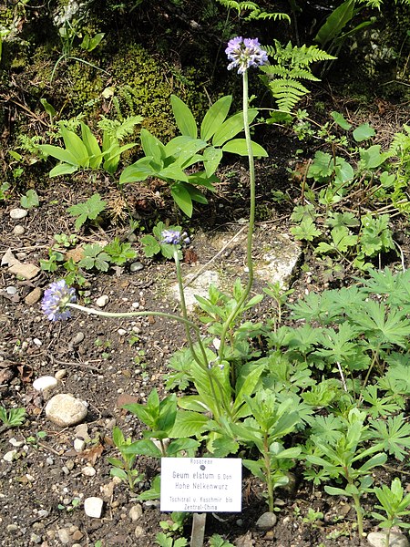 File:Geum elatum - Botanischer Garten München-Nymphenburg - DSC07610.JPG