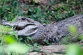 Chinese alligator