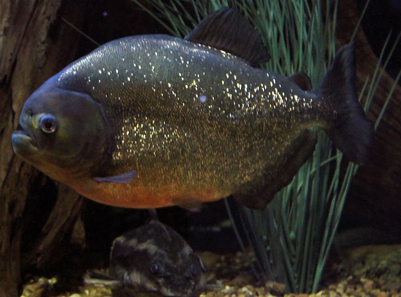 File:Gfp-vicious-red-bellied-piranha.jpg