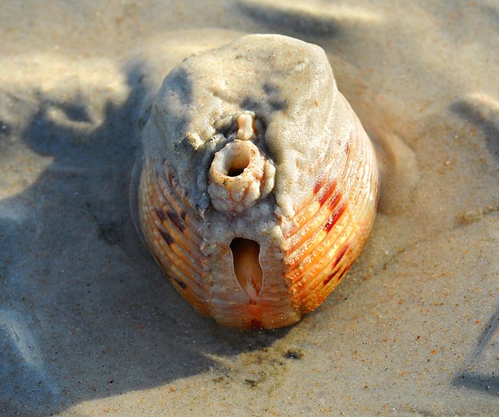 File:Giant Atlantic Cockle ( Dinocardium robustum ) - Flickr - Andrea Westmoreland (3).jpg