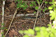 Giganta Madagascan Hognose serpento en seka foliorubo en Kirindy Forest Reserve, aprilo 2012, Leioheterodon-madagascariensis.jpg