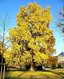 Älterer Ginkgobaum mit Herbstfärbung