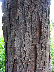 Gleditsia triacanthos