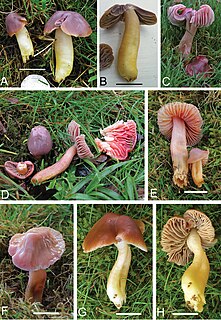 <i>Gliophorus reginae</i> Species of fungus
