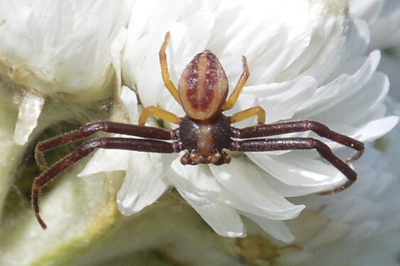 Goldenrod Crab Spider (Misumena vatia)