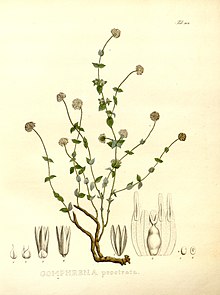 Gomphrena prostrata.jpg