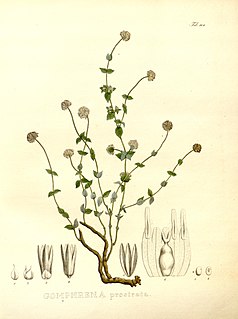 <i>Gomphrena prostrata</i> Species of flowering plant