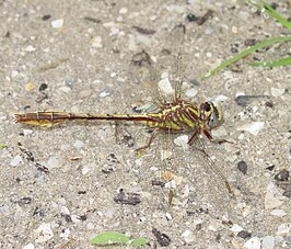 Phanogomphus minutus