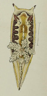 <i>Goniodoris citrina</i> Species of gastropod