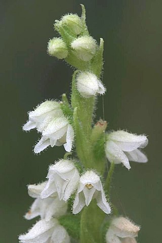 <i>Goodyera</i> Genus of orchids