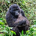 * Nomination Mountain gorilla (Gorilla beringei beringei), Bwindi Impenetrable National Park, Uganda --Poco a poco 04:35, 26 May 2024 (UTC) * Promotion  Support Good quality. --XRay 04:43, 26 May 2024 (UTC)