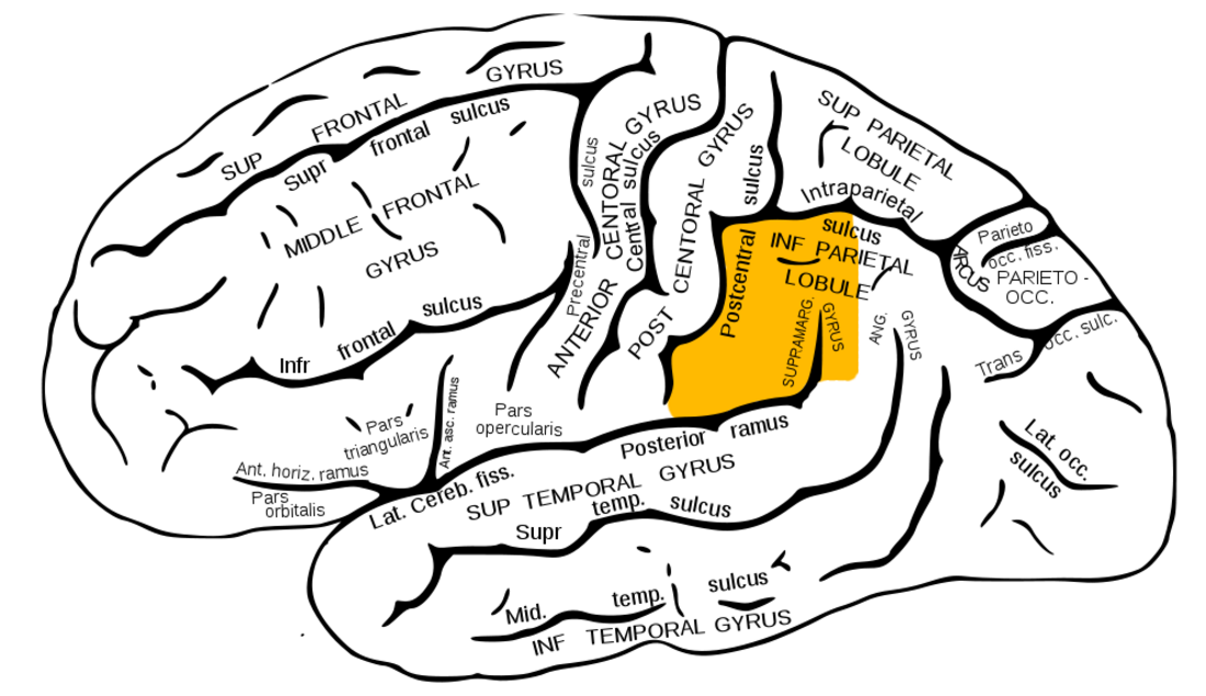 Gyrus supramarginalis