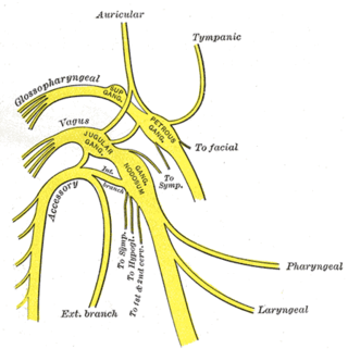 <span class="mw-page-title-main">Glossopharyngeal nerve</span> Cranial nerve IX, for the tongue and pharynx