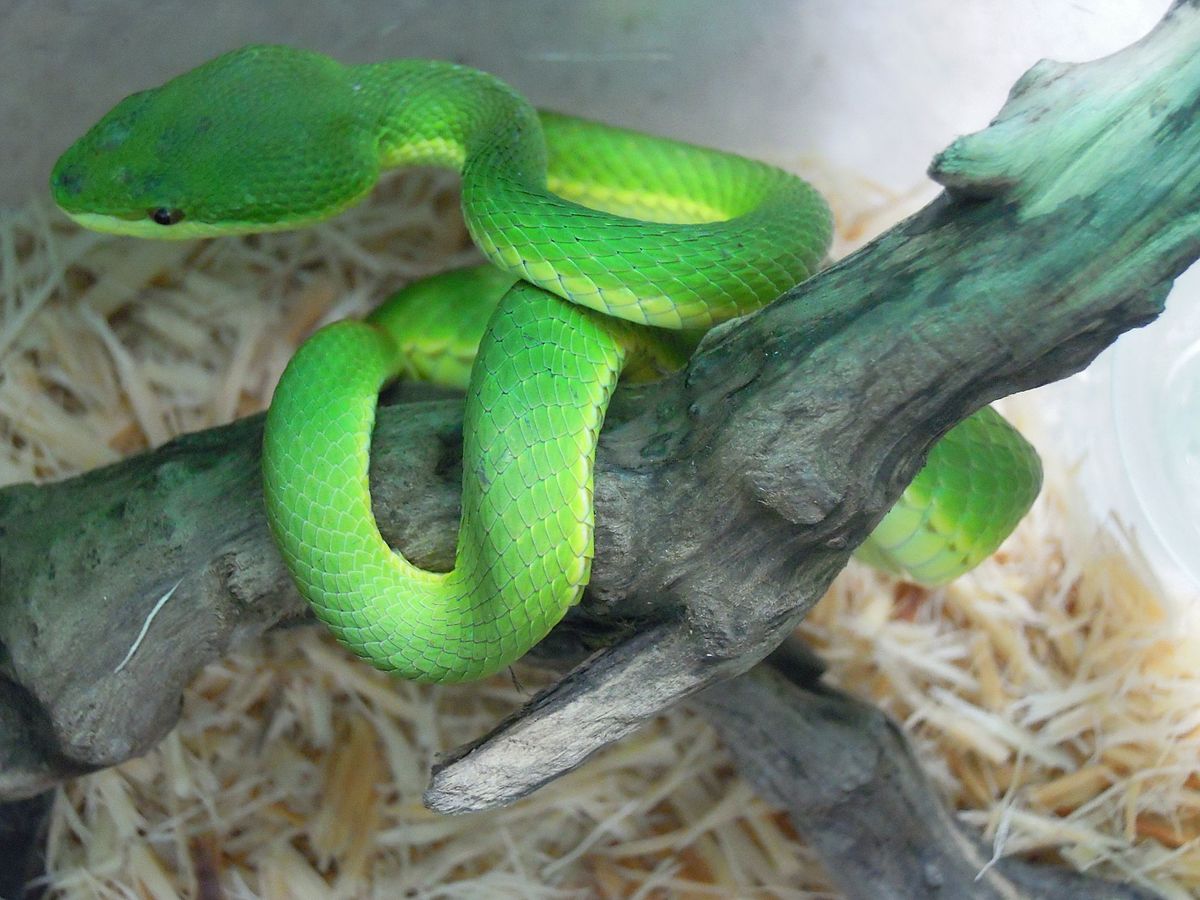 Chinese green snake - Wikipedia